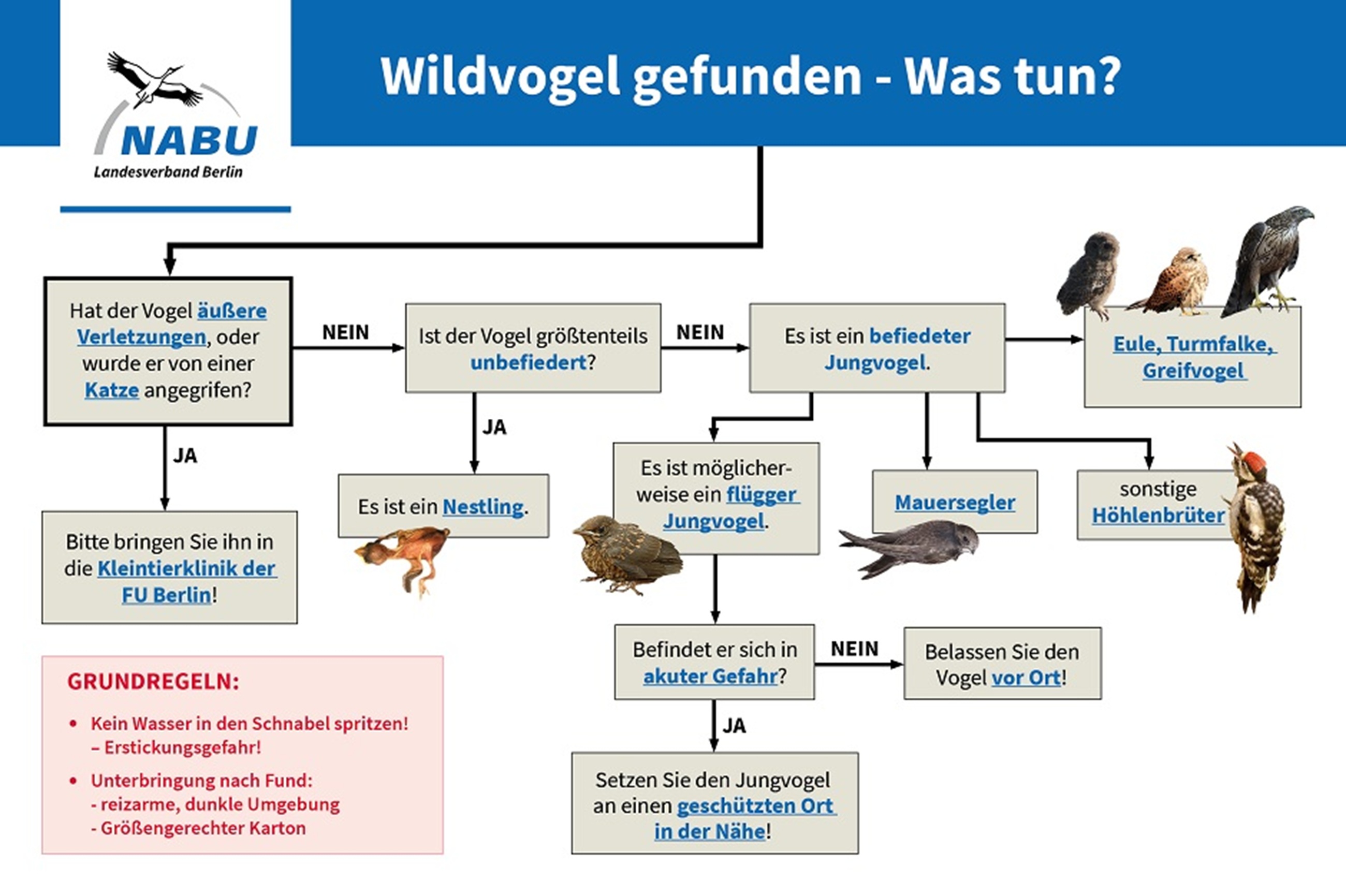 Quelle: https://berlin.nabu.de/imperia/md/nabu/images/regional/berlin/projekte/wildvogelstation/wildvogel_gefunden-grafik_940.jpeg